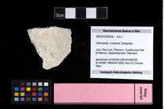 NHMW-GEO-2007z0149-0356_Ol_02.tifDecapoda indet.  (NHMW-GEO-2007z0149-0356)